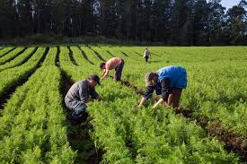 Projeto isenta agricultura familiar do pagamento de Cofins e PIS/Pasep