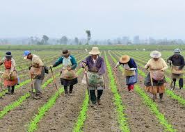 Proposta revoga possibilidade de titulação coletiva para reforma agrária