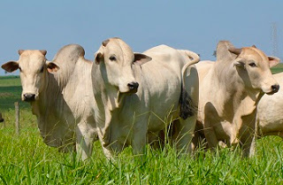 GO: Integrada emissão da NF-A e GT-A nas operações com bovinos