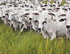 Cobrança ameaça rentabilidade no campo