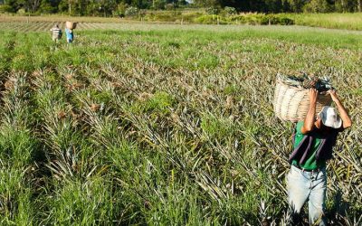 Segurado especial terá novas regras para comprovar atividade rural