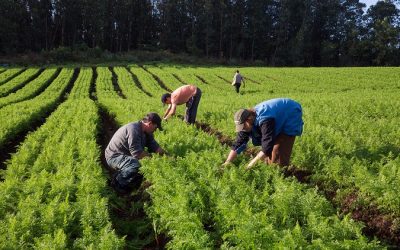 Decisões judiciais estendem benefícios previdenciários a trabalhadoras informais do meio rural