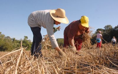 Exercício prolongado de atividade urbana impede concessão de aposentadoria rural