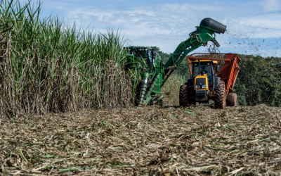Primeira Seção define que empregado na lavoura de cana não é equiparado ao profissional de agropecuária