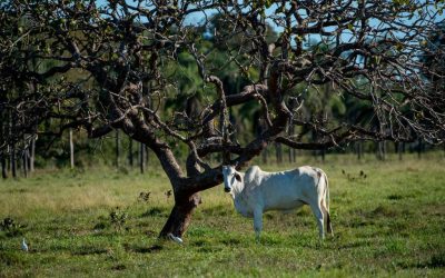 Produtores rurais do Mato Grosso serão credenciados para emissão de nota fiscal eletrônica