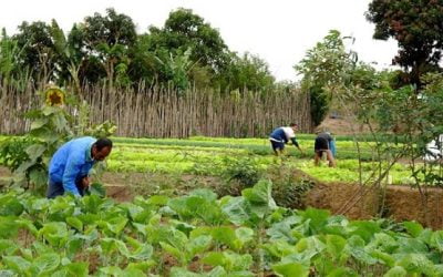 Senado aprova pacote de ajuda emergencial a pequenos produtores
