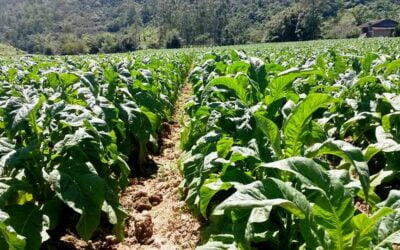 Nota fiscal de Produtor Rural Eletrônica em Santa Catarina – Prorrogação para setor de fumo e orientações gerais.