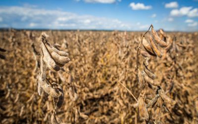 Para CNA, renovação do Convênio ICMS 100 deveria incluir todos os insumos agropecuários