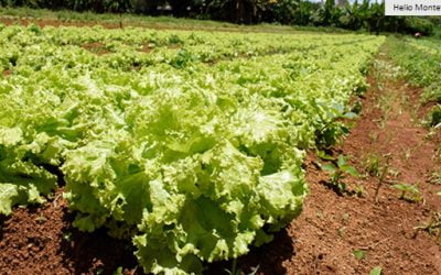 Ipea revisa de 1,5% para 2,2% o PIB agro para 2021