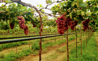Governo de PE amplia isenção de ICMS para fruticultura