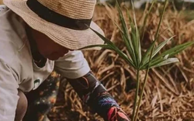 Pequenos negócios têm papel estratégico na agenda da sustentabilidade