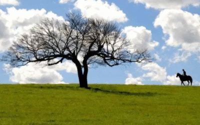 Sebrae abre inscrições para ideias inovadoras e sustentáveis relacionadas ao bioma Pampa